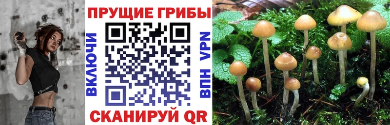 Галлюциногенные грибы прущие грибы  Купить  Рошаль 